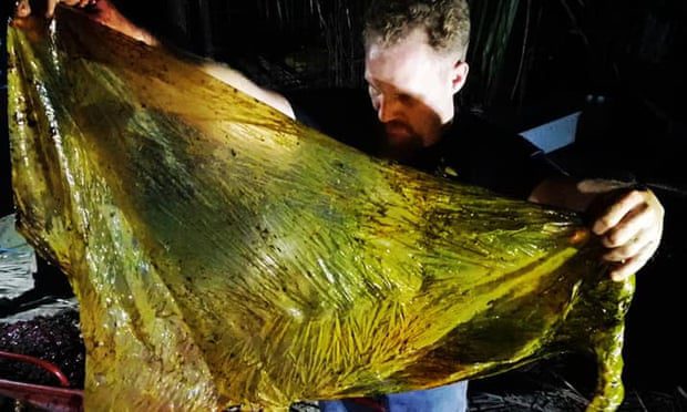 plastic in whale